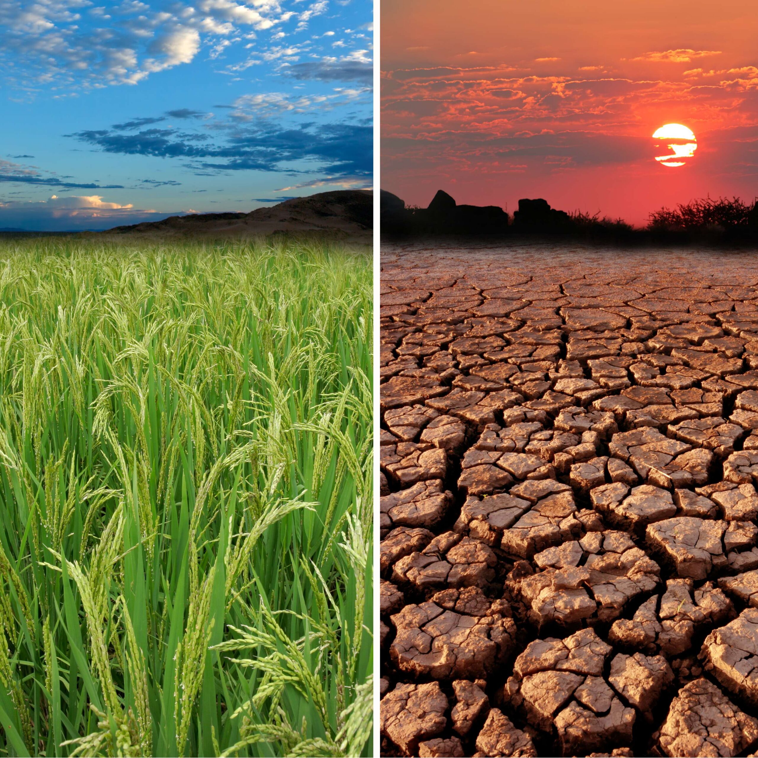 Earth day_Globale Erwärmung Vergleich: Grünes Reisfeld und ausgetrockneter Boden – Klimawandel und planetare Grenzen